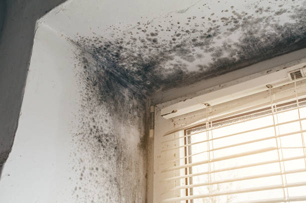 Affordable Mold Removal solutions in Hudson, NY